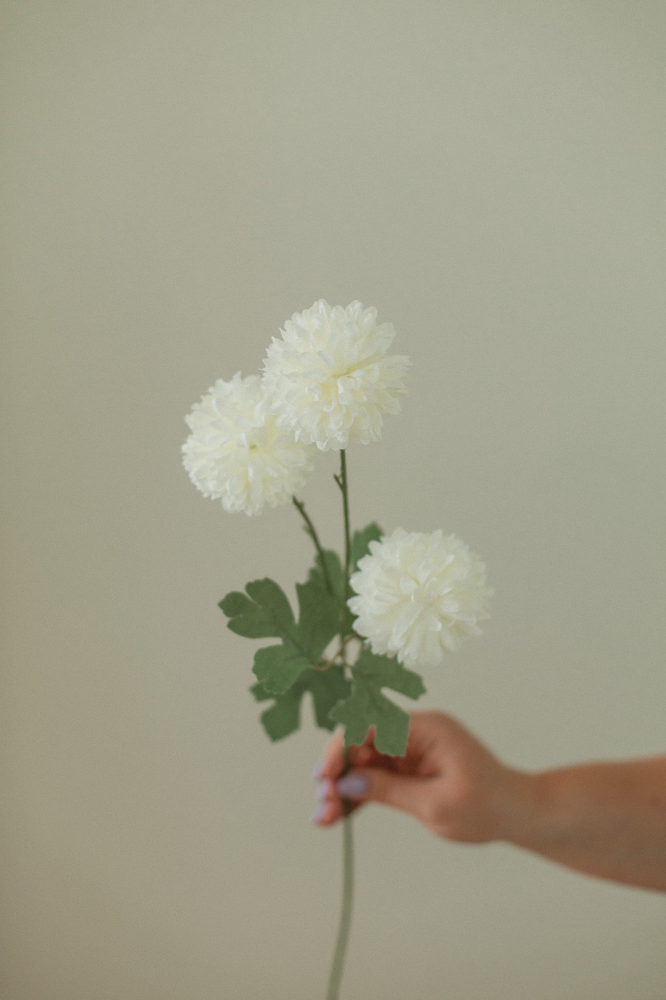 White Dandelion