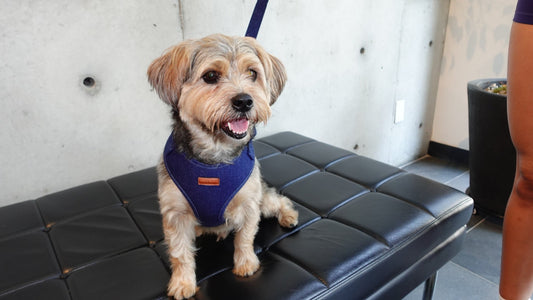 Denim Harness