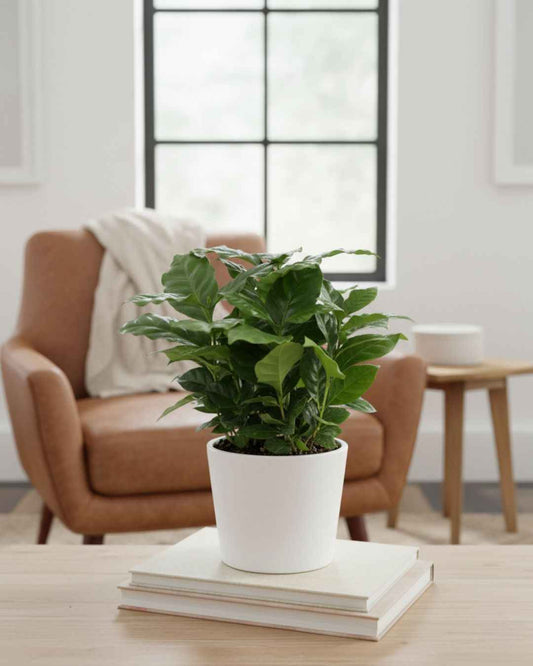 Coffee Plant