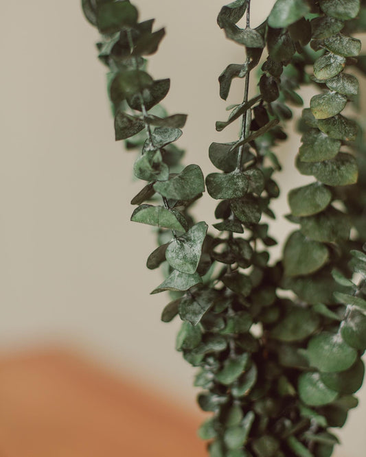 Eucalyptus Stem Bundle