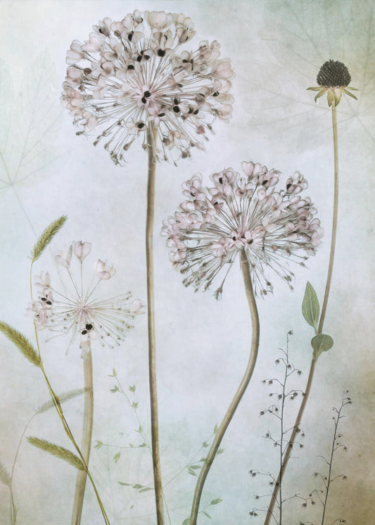 Wall Art Allium
