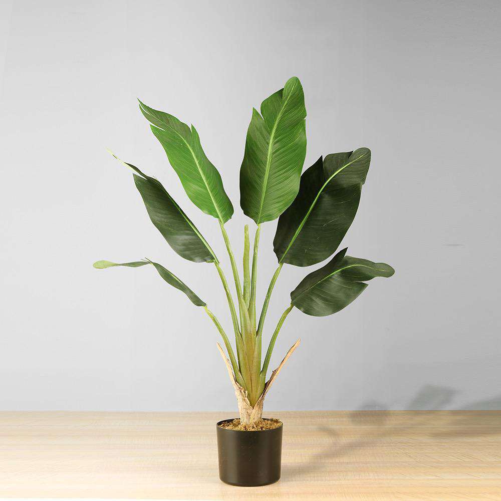 Potted Plants Collection