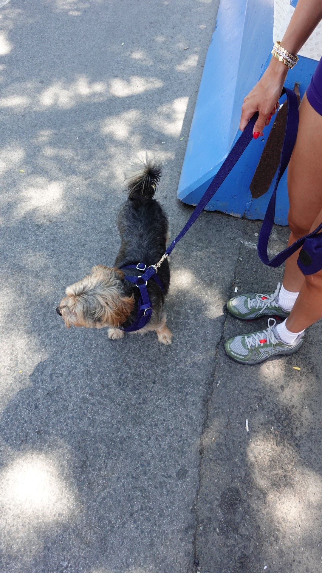 Denim Leash