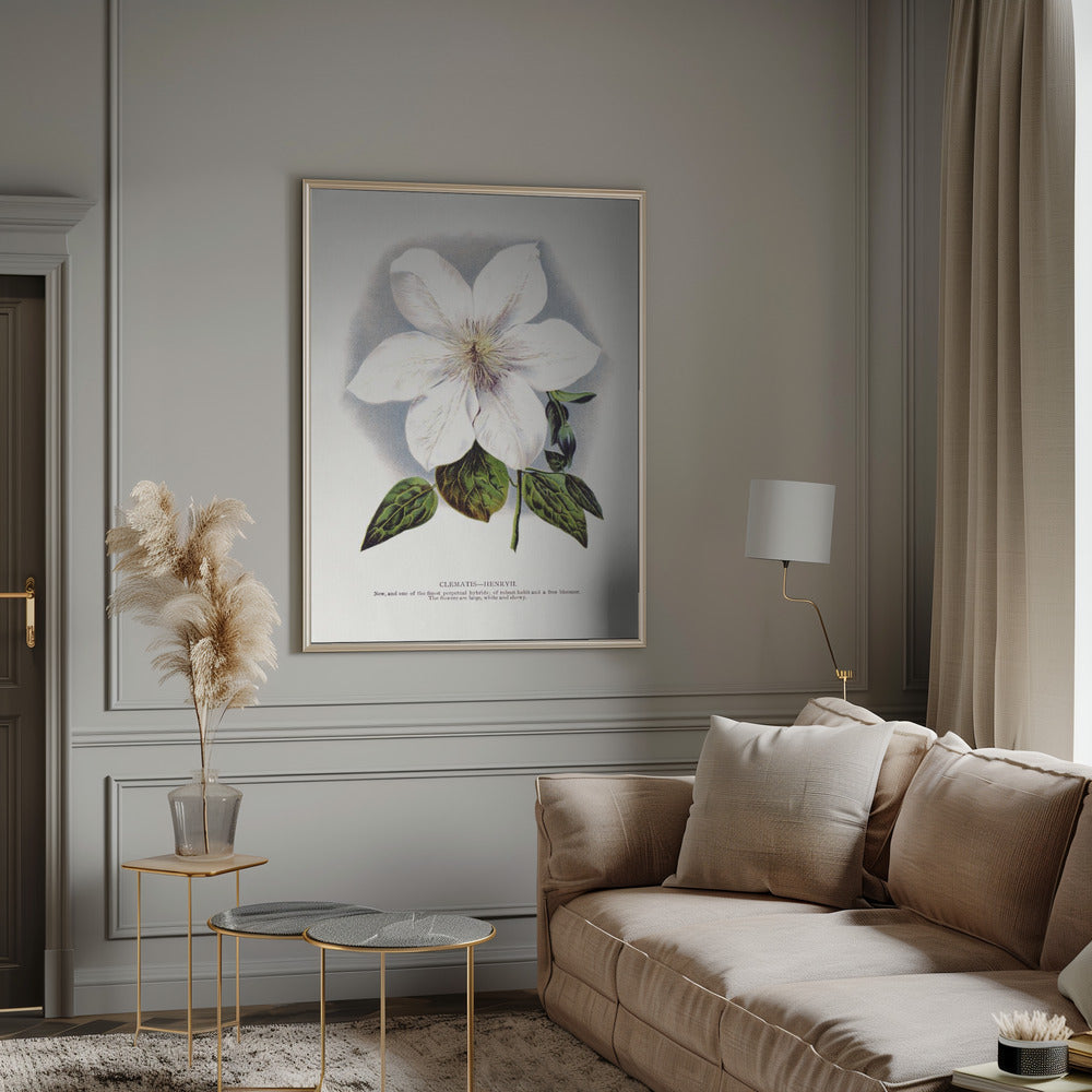 Wall Art Clematis Flower Lithograph