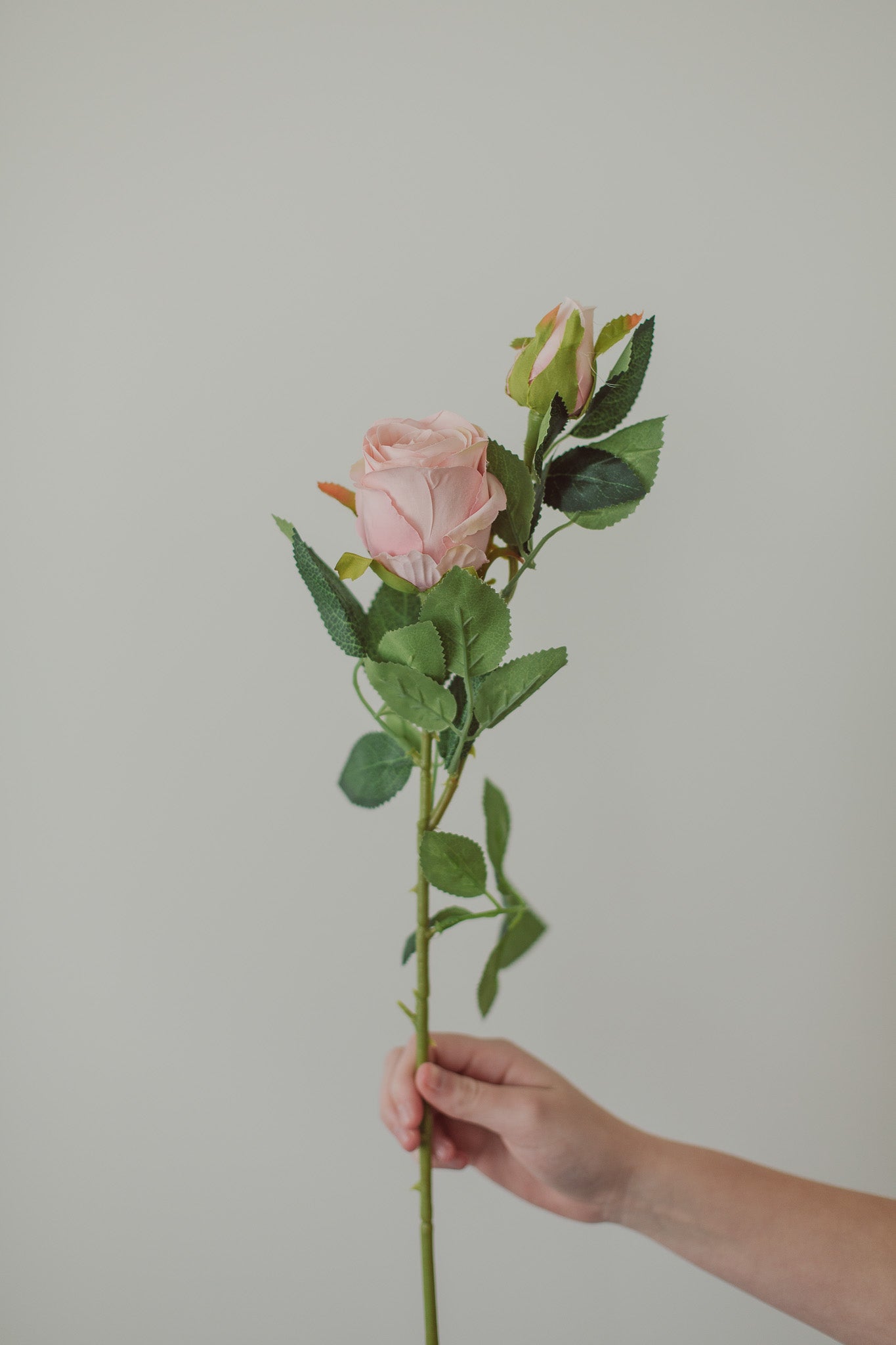 Classic Rose