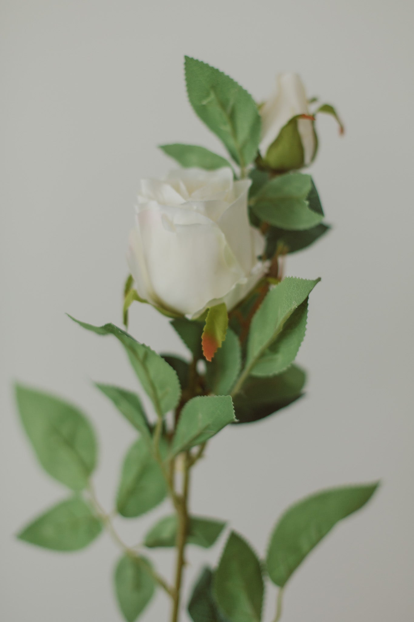 Classic Rose