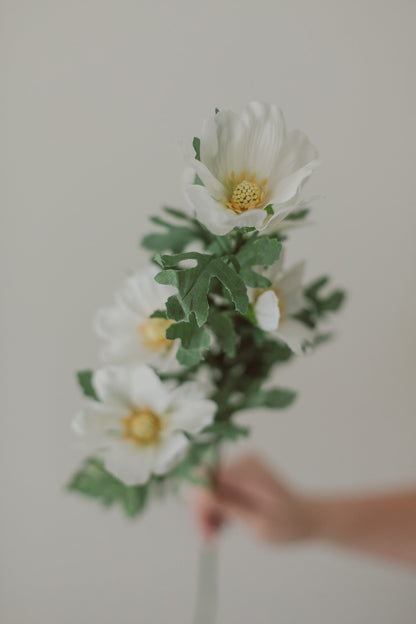Cosmos Flowers