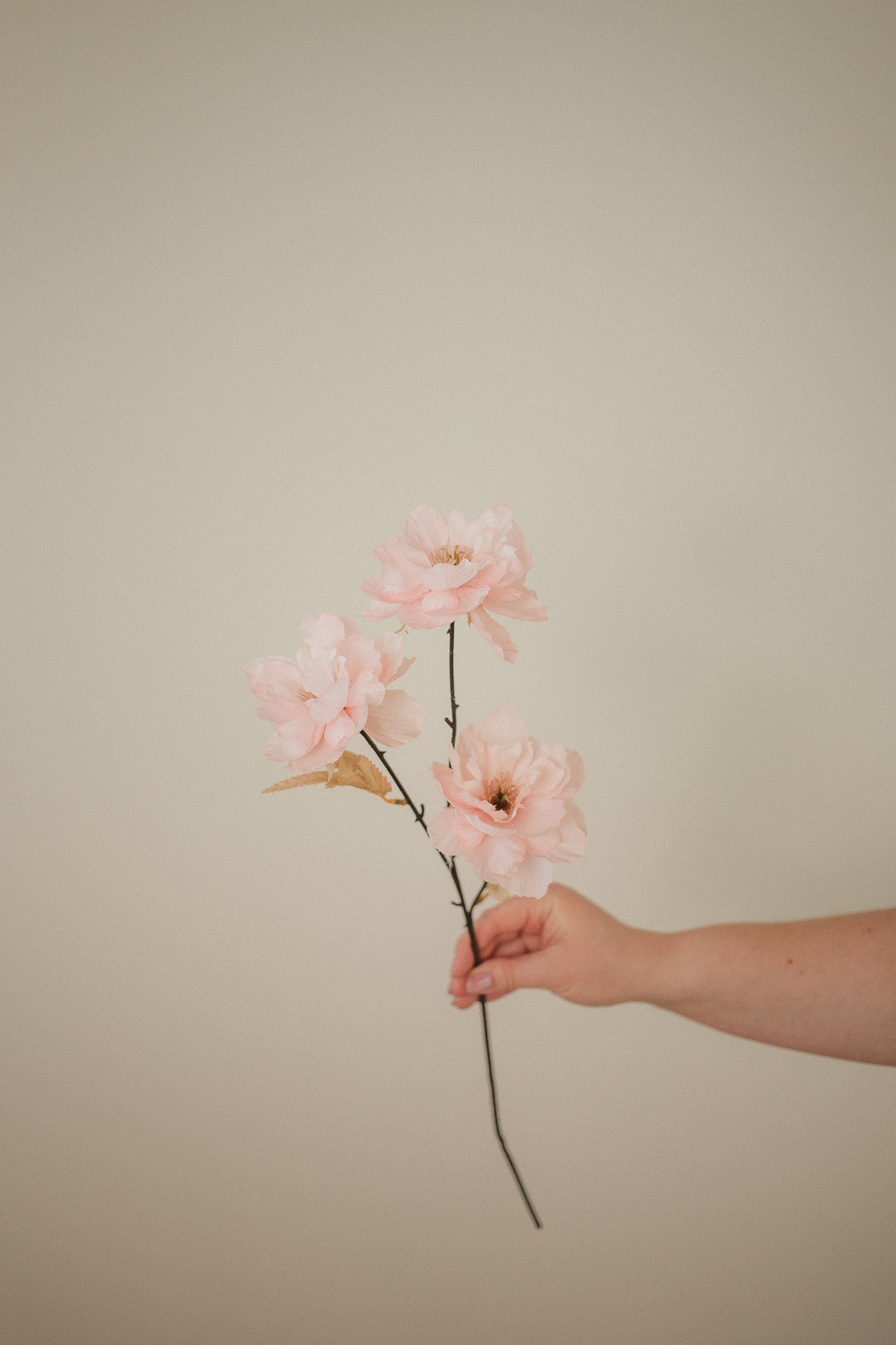 Wild Peony