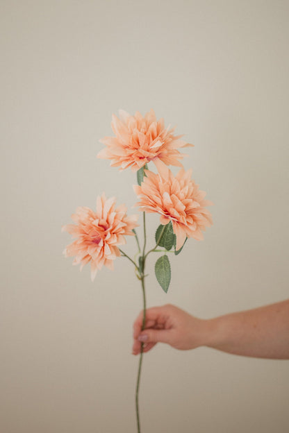Dahlia
