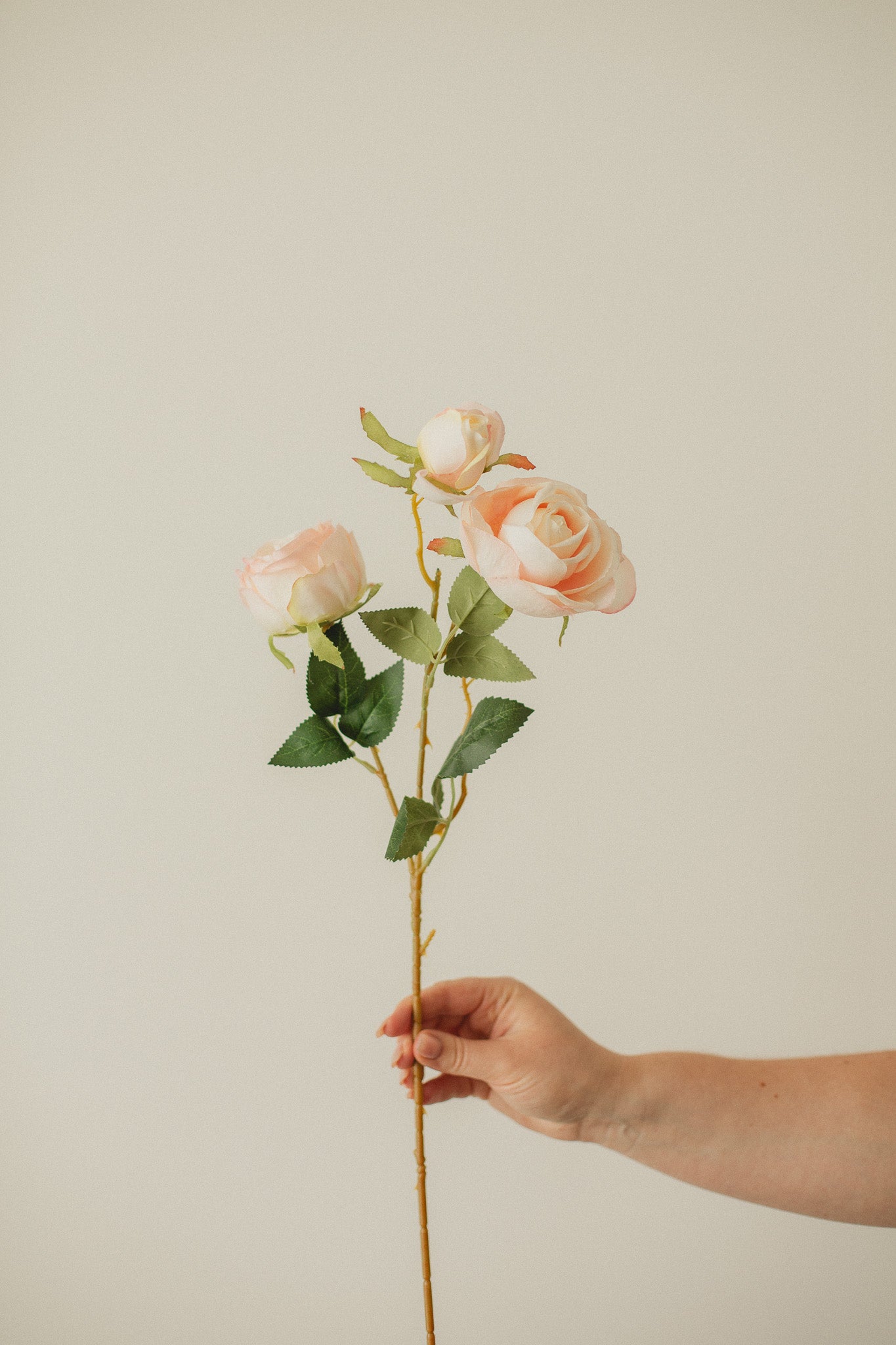 Italian Rose