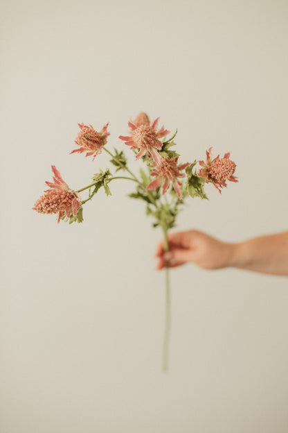 Bell Thistle