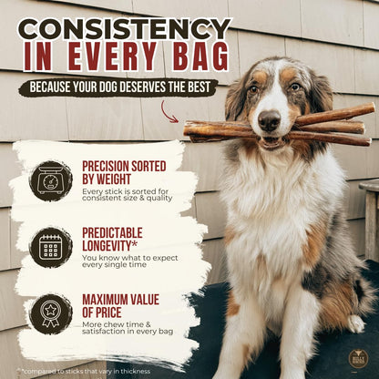 Bully Bunches Premium (6" Standard - 20 Pack) Odour-Free, Consistently Sized Bully Sticks for Medium Dogs - Long Lasting Oral Care Chews - All Natural Fully Digestible Beef Treat, No Rawhide 🍁 All In One Marketplace Canada