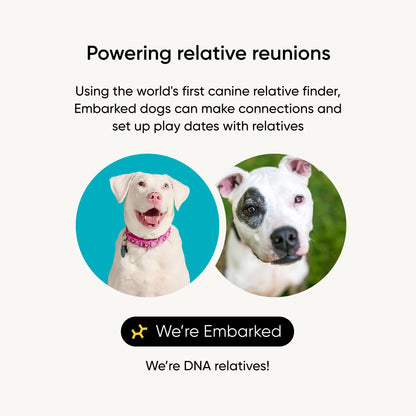 Embark Breed Identification Kit Most Accurate Dog DNA Test Test 350+ Dog Breeds Breed ID Kit with Ancestry & Family Tree 🍁 All In One Marketplace Canada