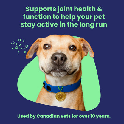 Vetoquinol Flexadin Advanced (with boswellia) – Dog Joint Supplement – One Chew a Day for Dogs - 60 Chews 🍁 All In One Marketplace Canada