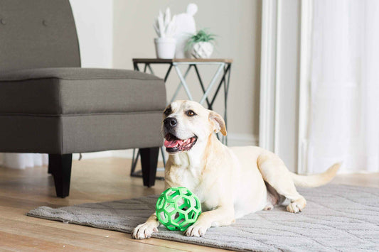 JW Pet HOL-ee Roller Original Do It All Dog Toy Puzzle Ball, Natural Rubber, Assorted Colors, Large 🍁 All In One Marketplace Canada