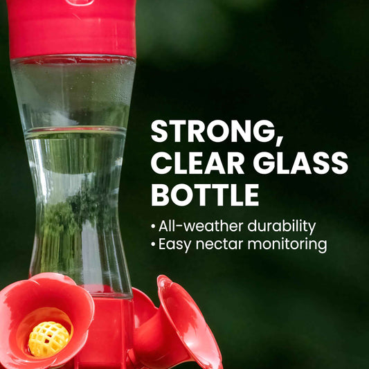Perky-Pet Glass Hummingbird Feeders for Outdoors with Ant Moat, Bee Guards, & Perches, 8oz Nectar Capacity, Wide-Mouth Bottle for Easy Filling & Cleaning, Outdoor Garden Décor, 203CPBN-2 (Pack of 2) 🍁 All In One Marketplace Canada
