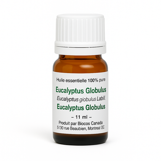 Eucalyptus Globulus