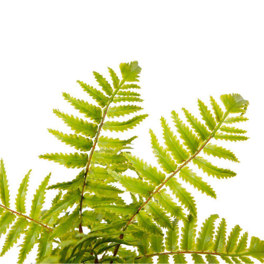 Bali Potted Faux Fern