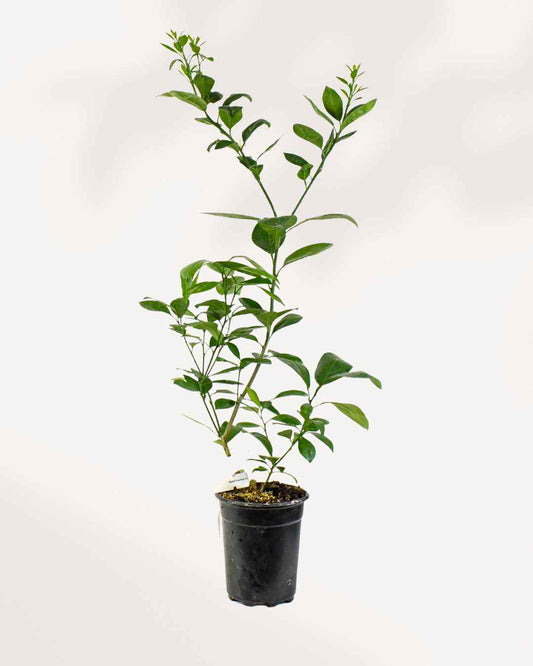 Citrus, Calamondin Orange