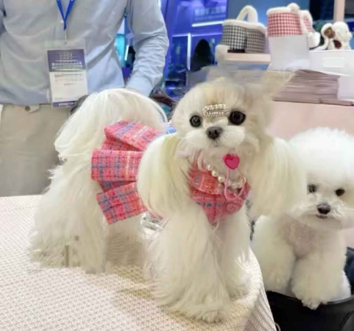 Paris Dress – Luxury Dog Dress