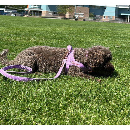 Mauve collar