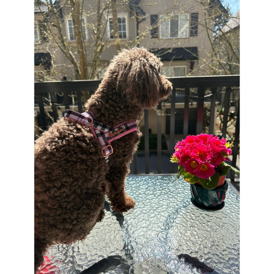 Blossom One-Click Dog Harness