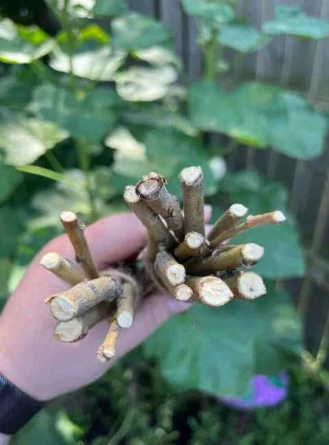 Willow Branch Bundle for Rabbits