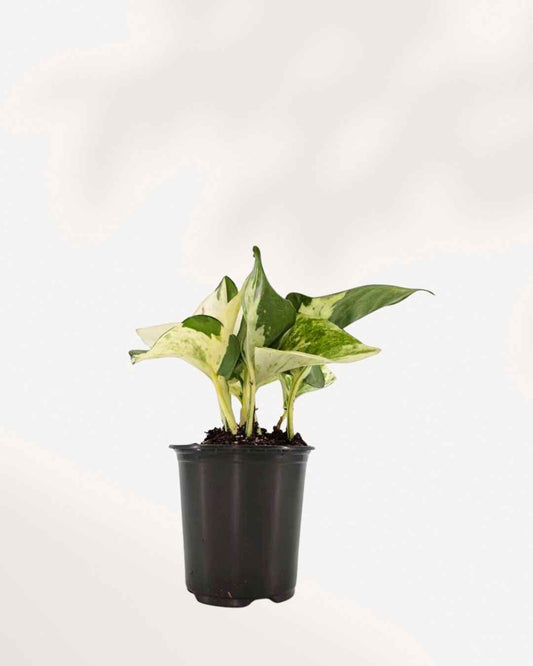 Pothos Majula - Epipremnum Aureum Manjula