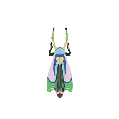 Sakura Beetle