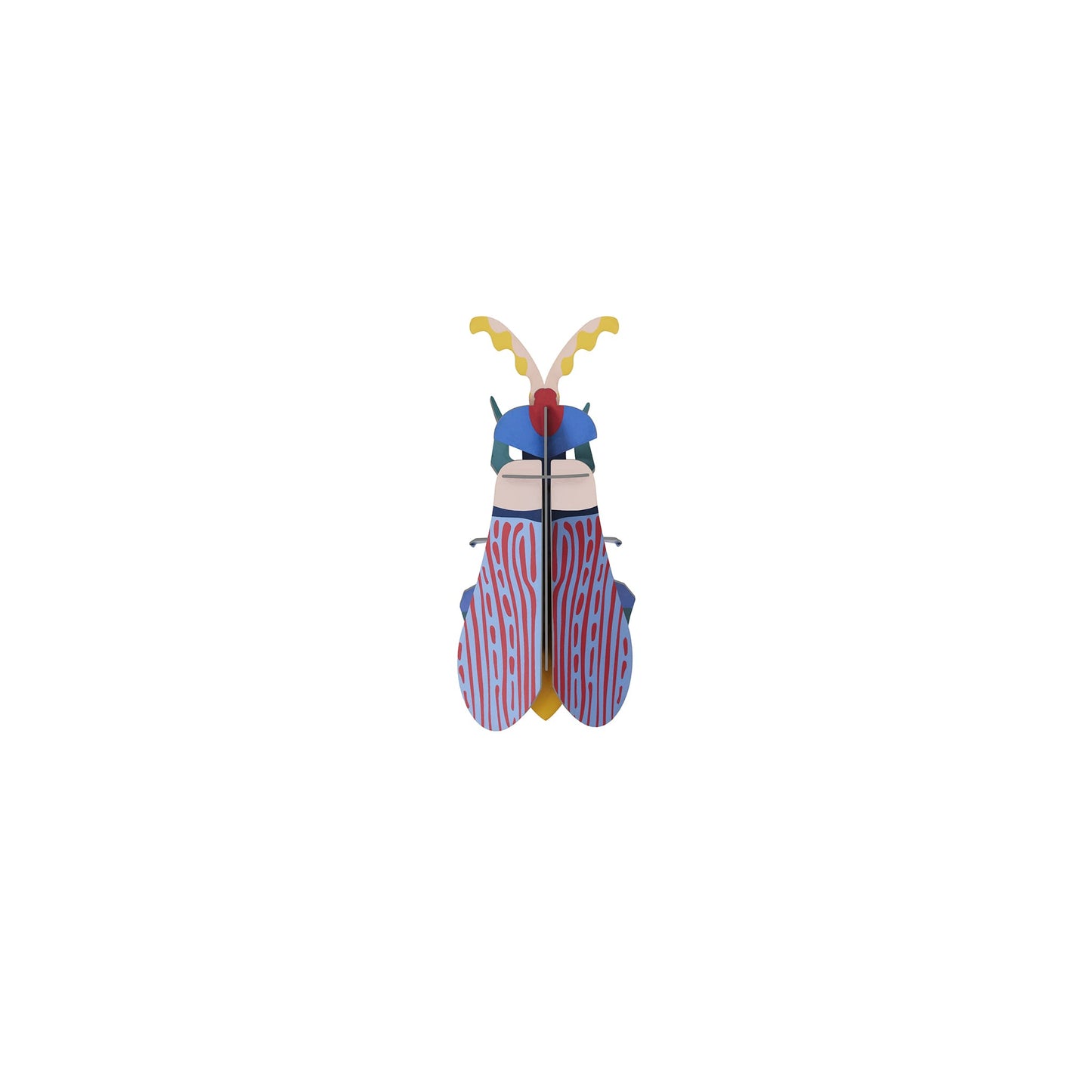 Striped Wing Beetle