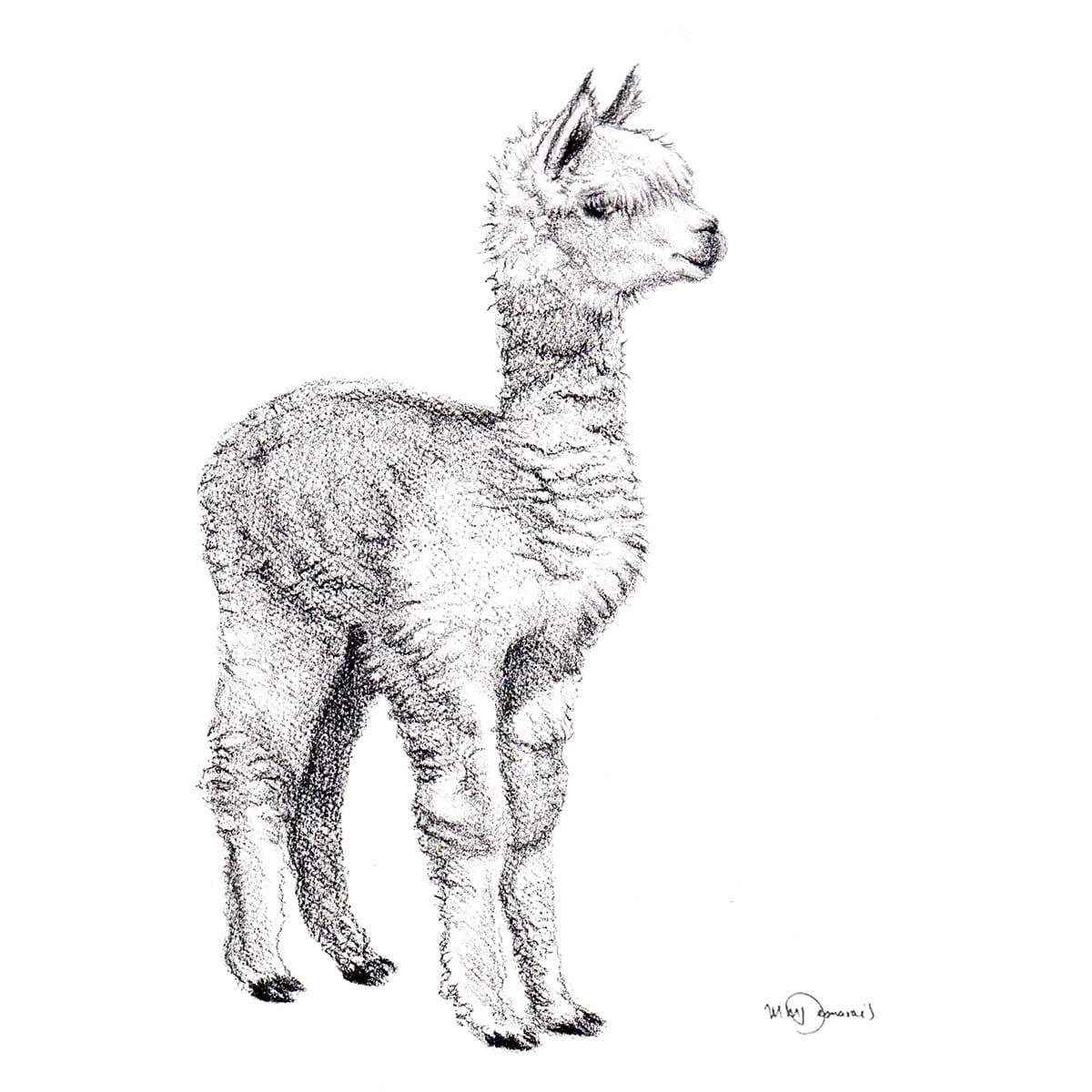 Adorable  alpaca - art print