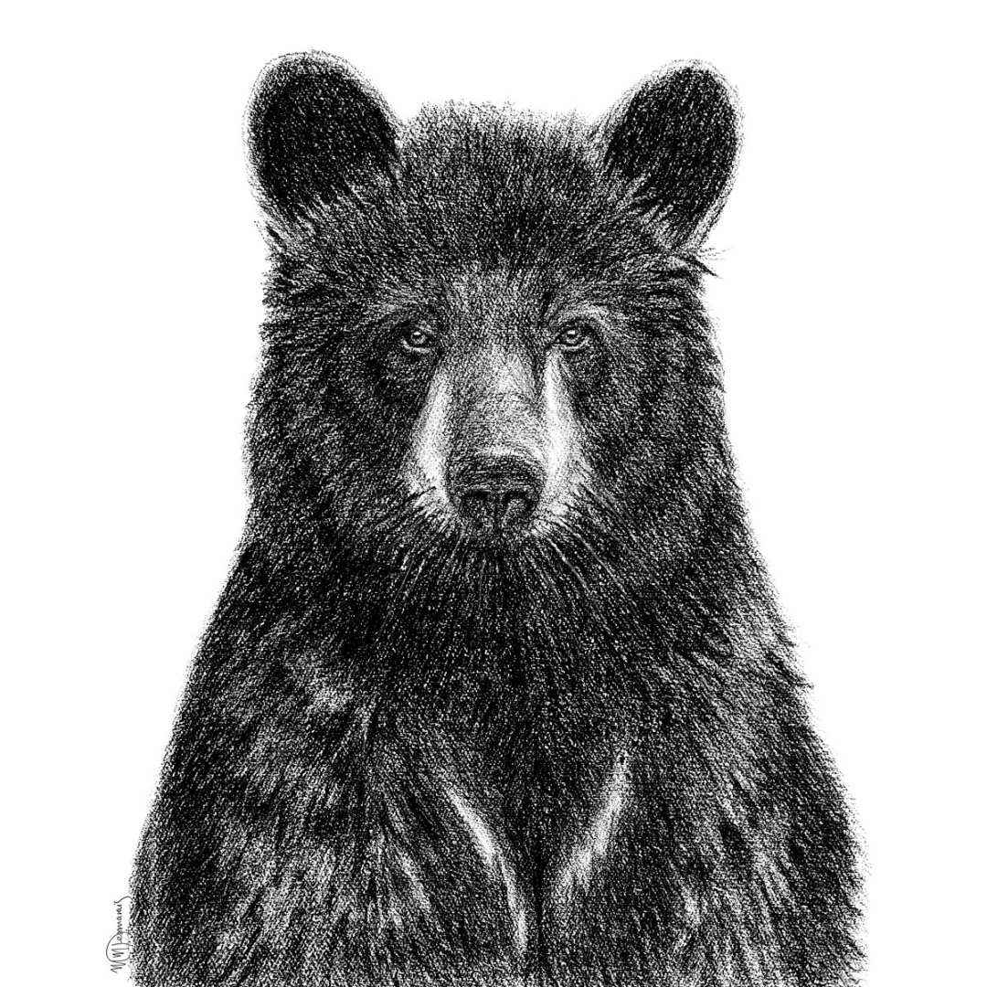 Black Bear Portrait - art print