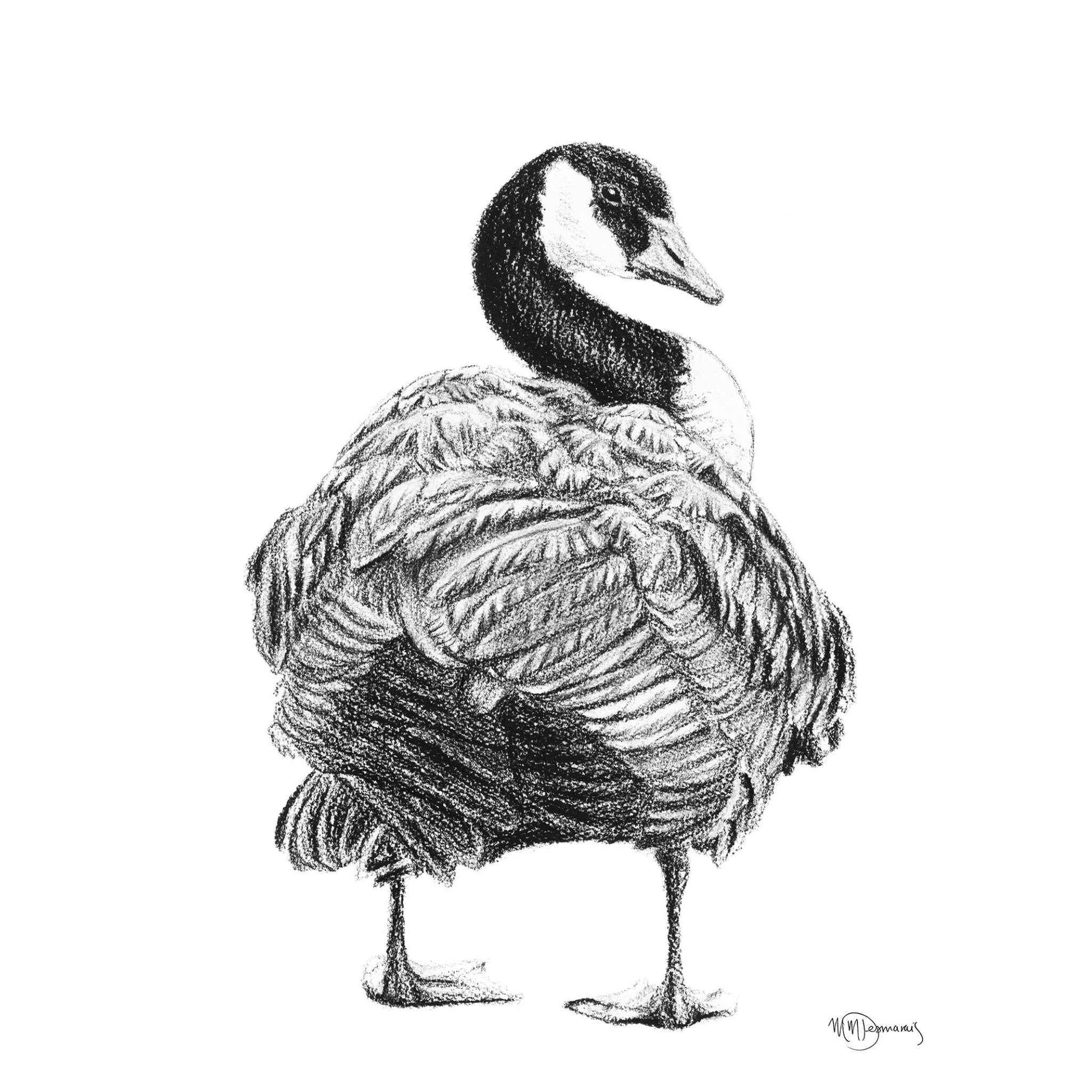Canada Goose - art print