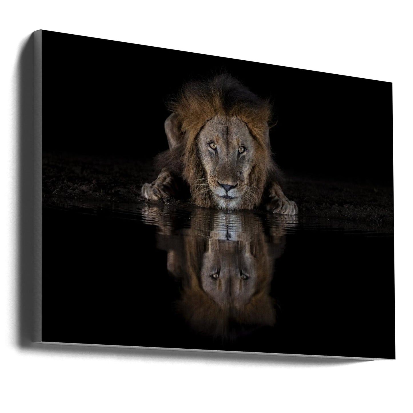 Wall art A Lion at The Night