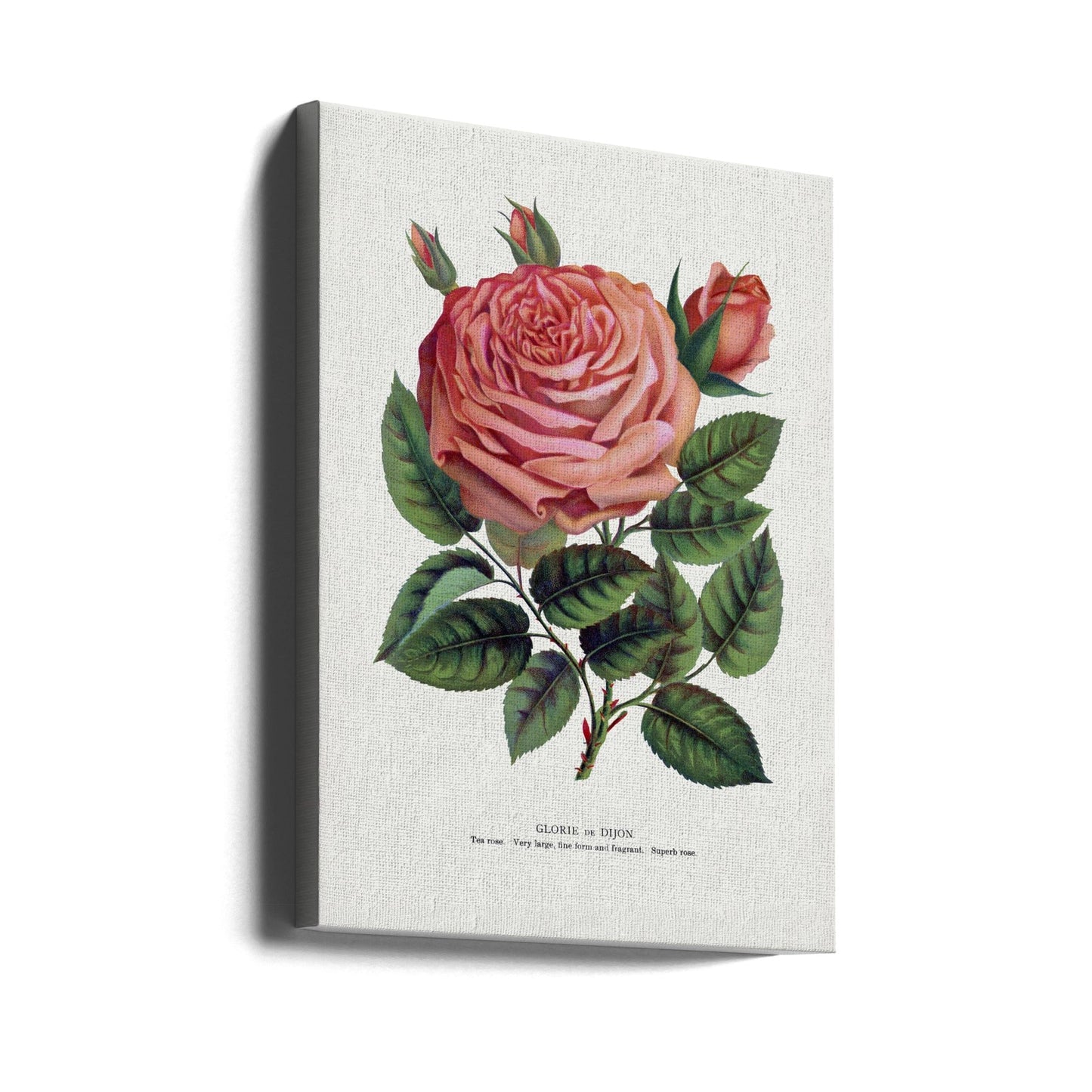 Pink Rose, Glorie De Dijon Lithograph