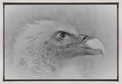 Wall art Bald eagle