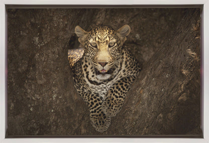 Wall art Leopard Resting on a Tree at Masai Mara