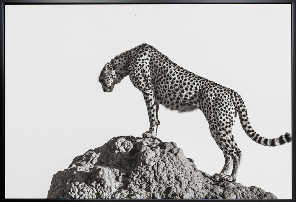 Wall Art the hunter