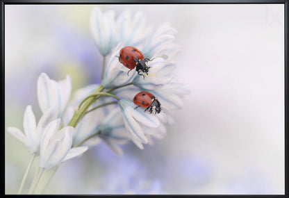 Wall art Ladybirds