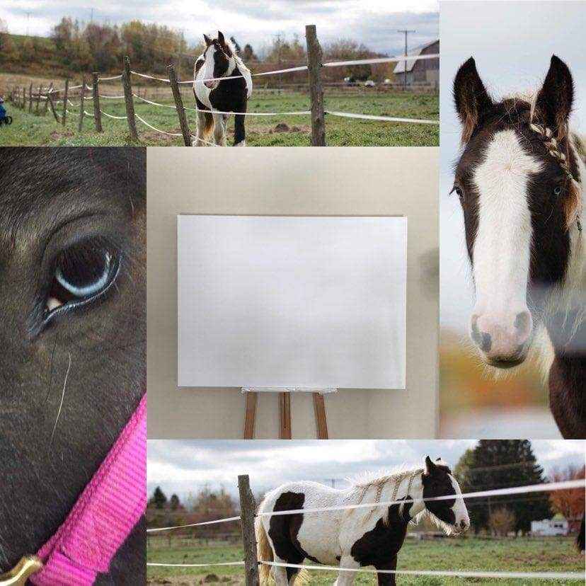 Cob Gypsy Horse - Black and white large wall art