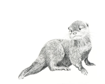 Cute Baby Otter - art print