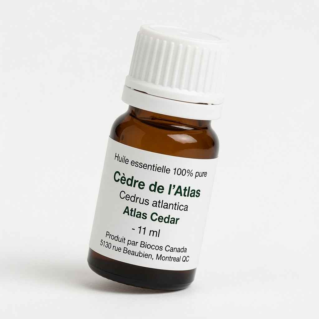 Cèdre de l'Atlas