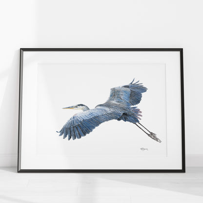 Great Blue Heron - Colored art print