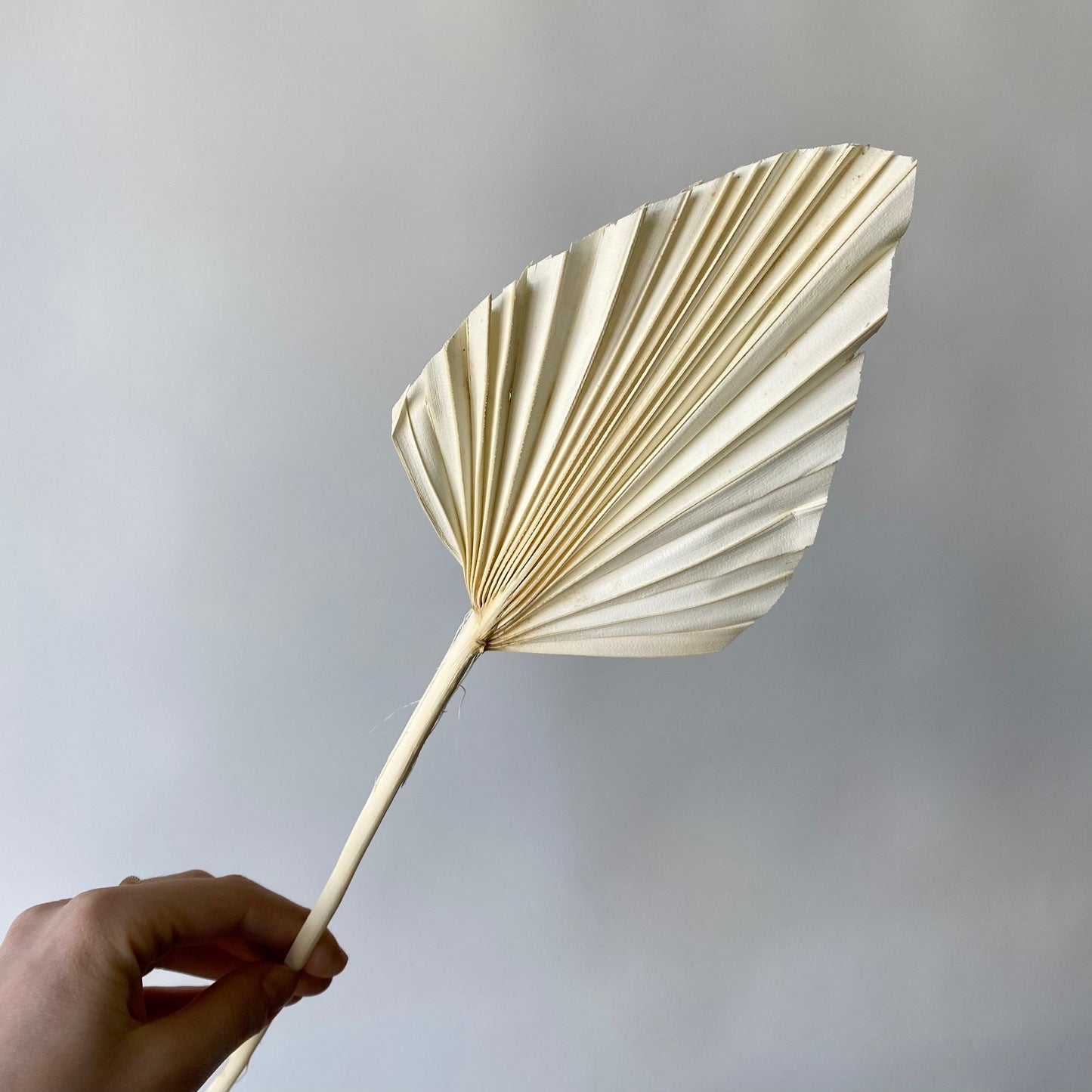 Palmetto blanc taillé