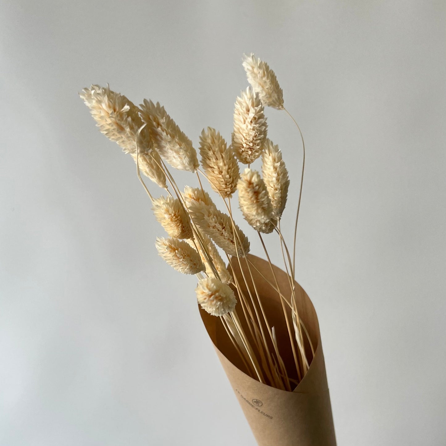 Phalaris blancs