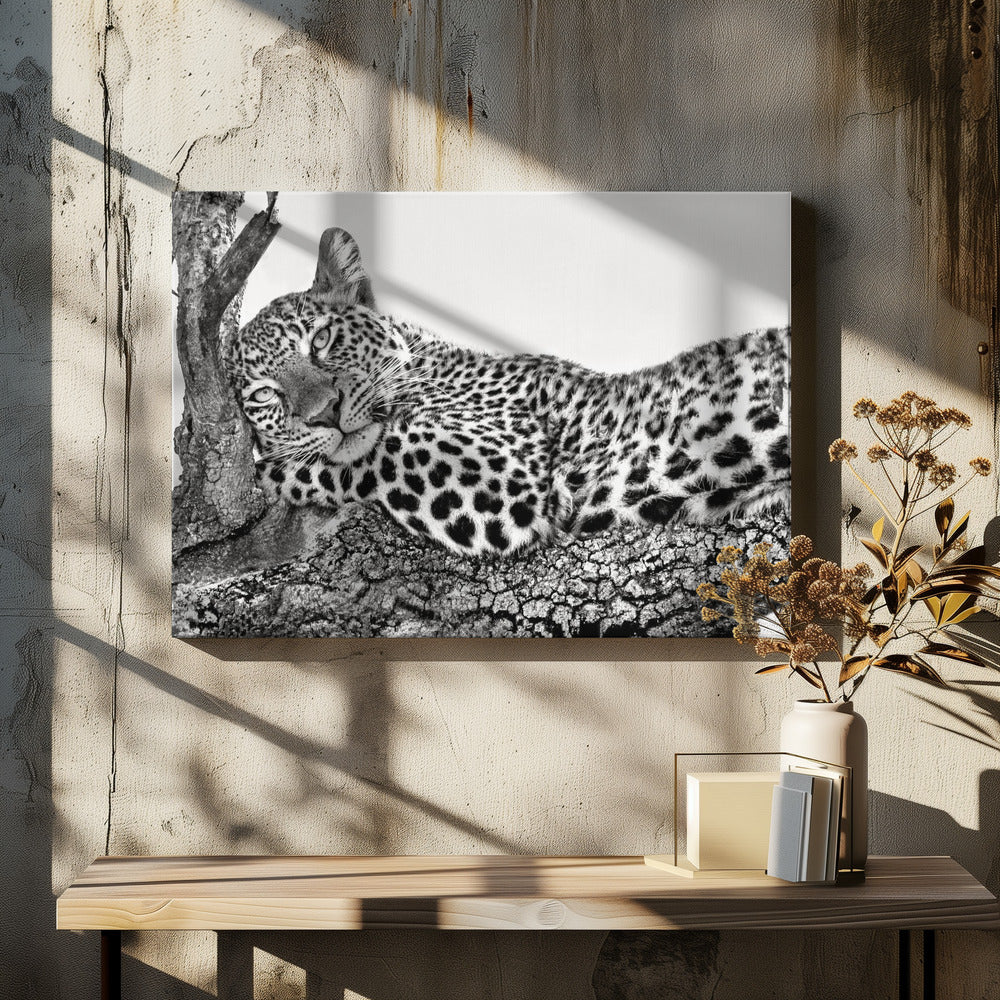 Time to rest Leopard