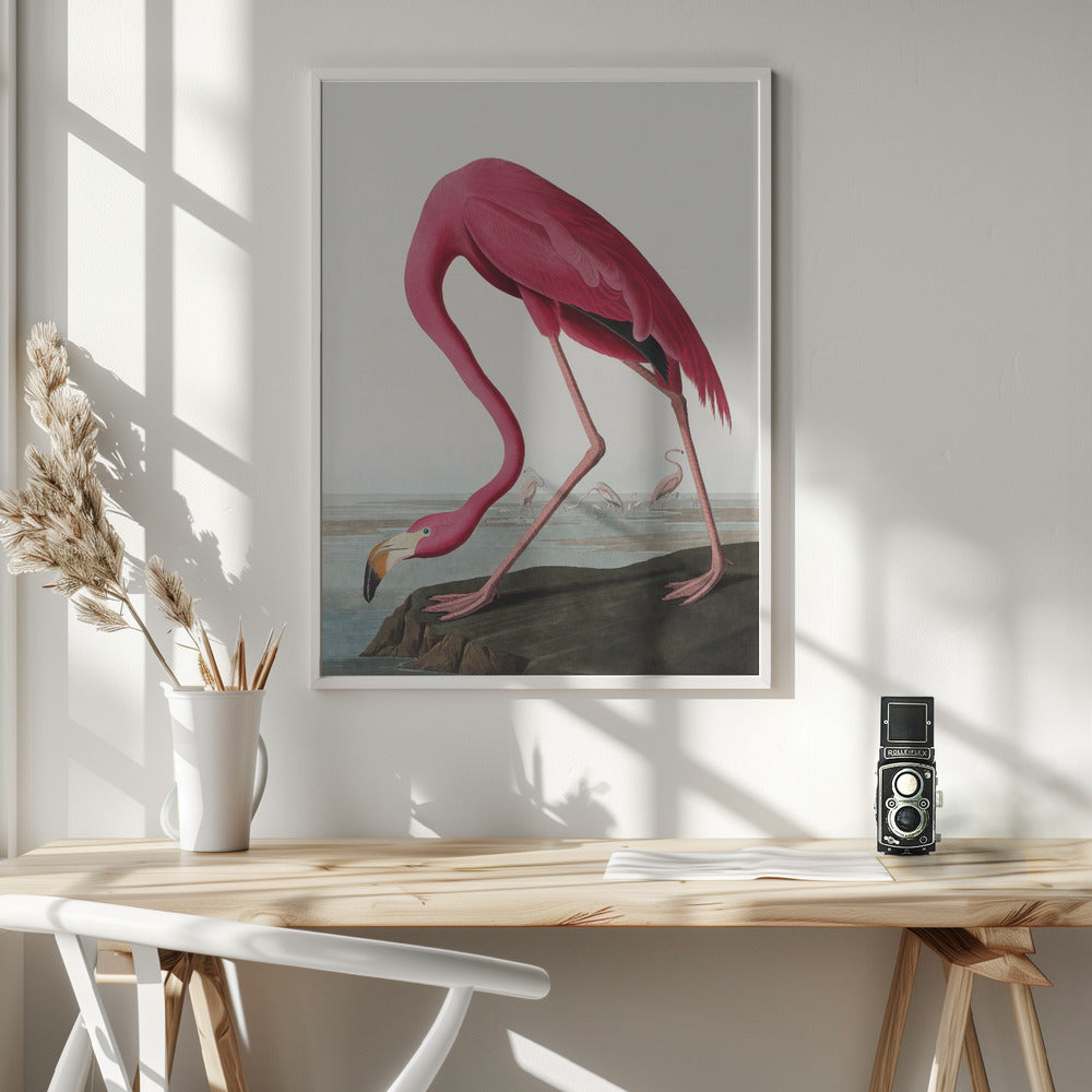 Pink Flamingo Ii From Birds of America (1827)