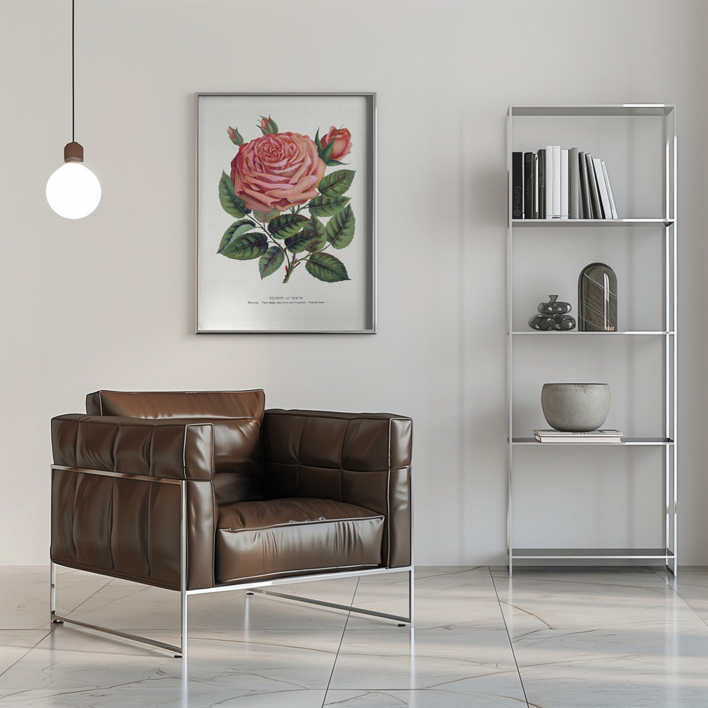 Pink Rose, Glorie De Dijon Lithograph
