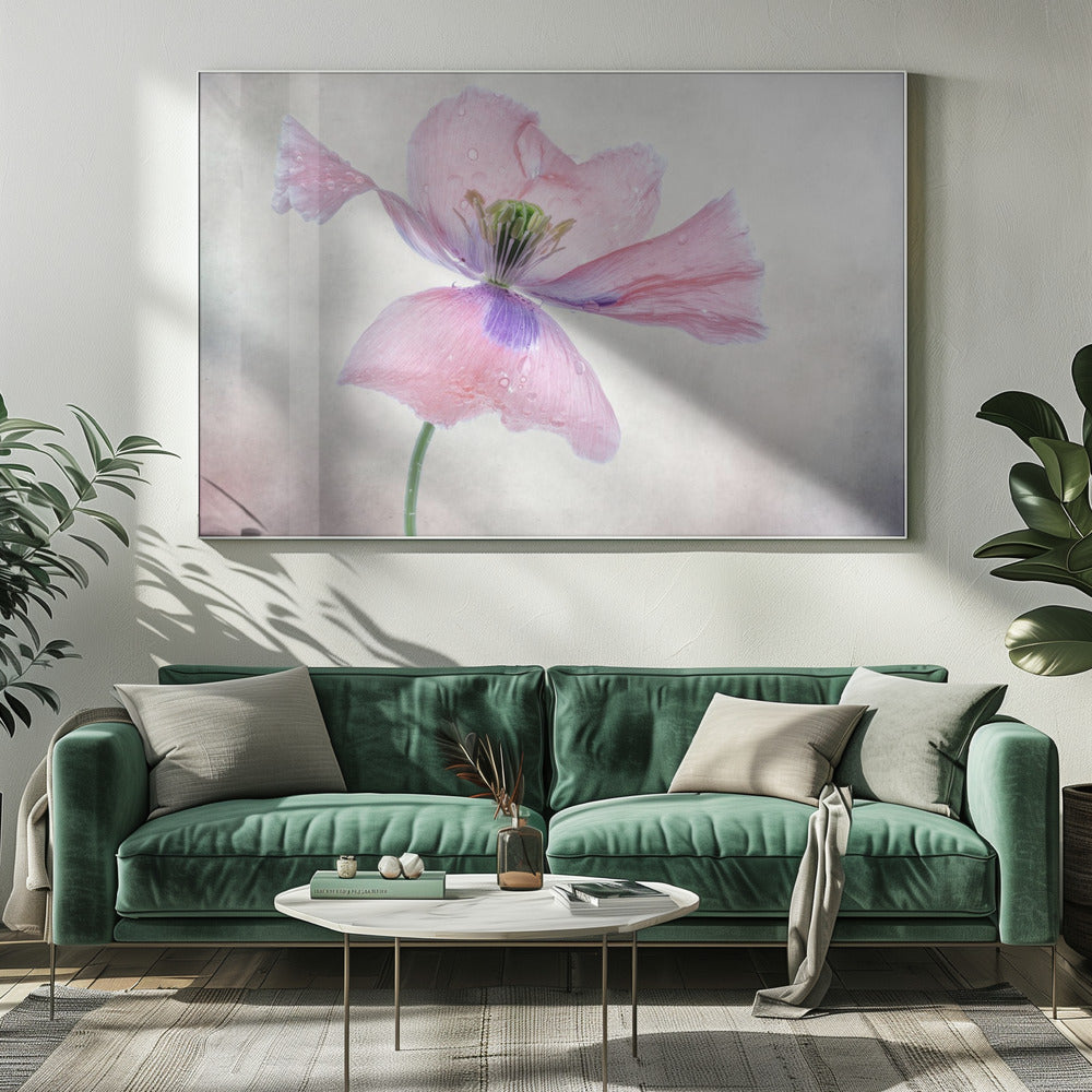 Pastel poppy