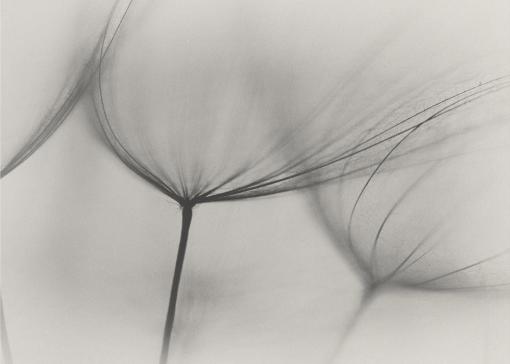 Wall art Tragopogon
